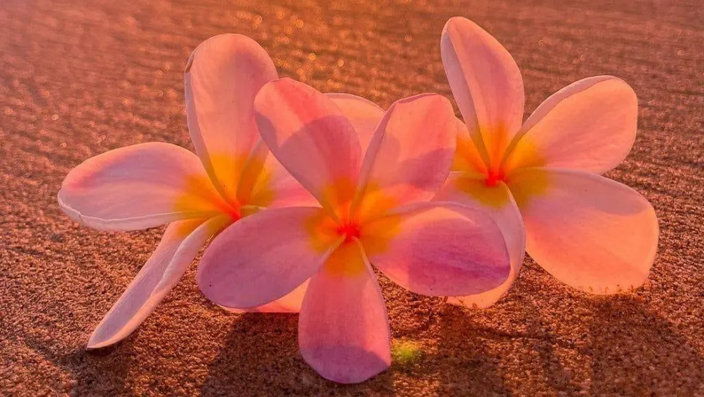 Touch of Aloha Massage — Massage spa in Myrtle Beach